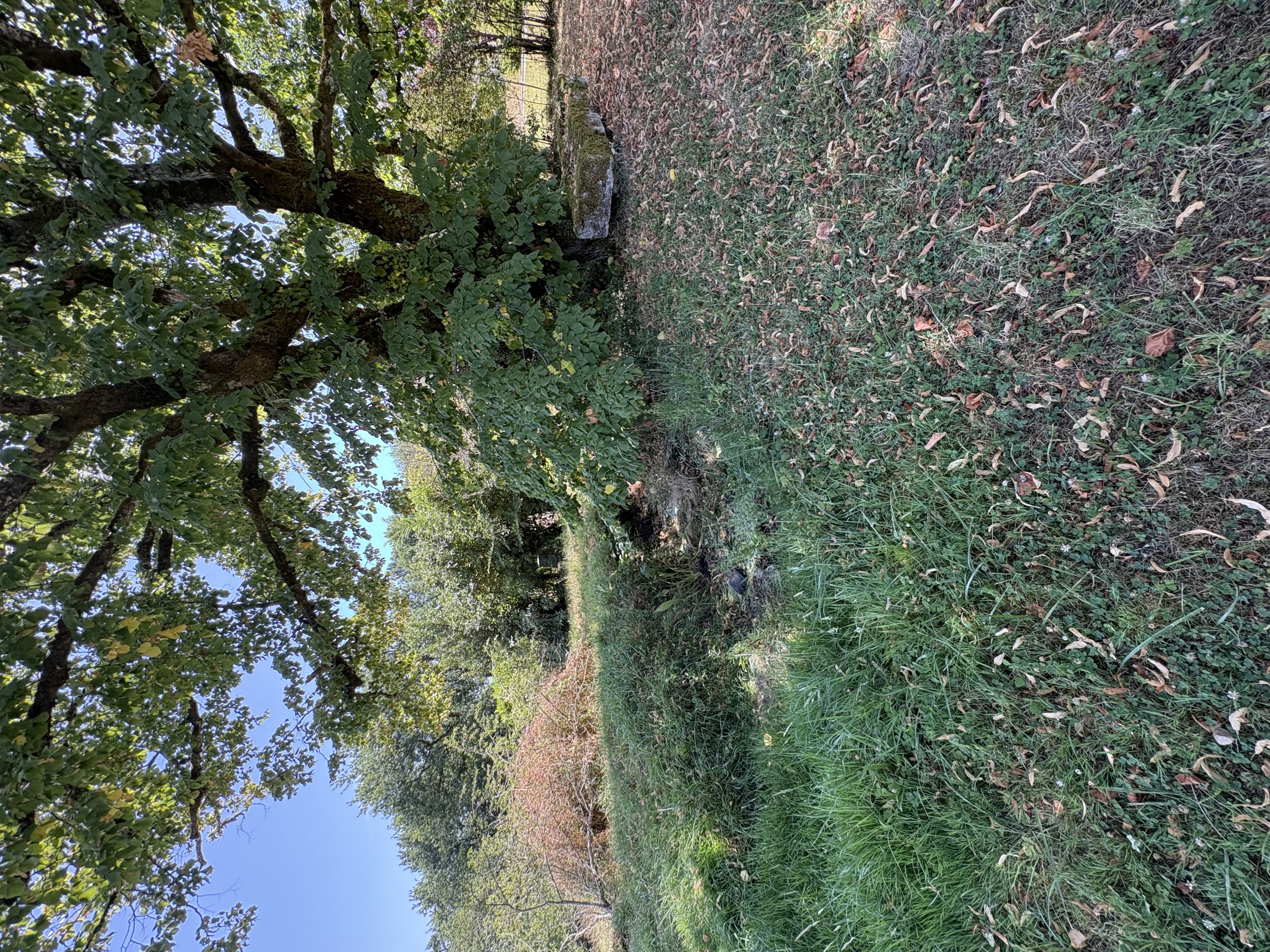 Photo 6 - Maison avec jardin
