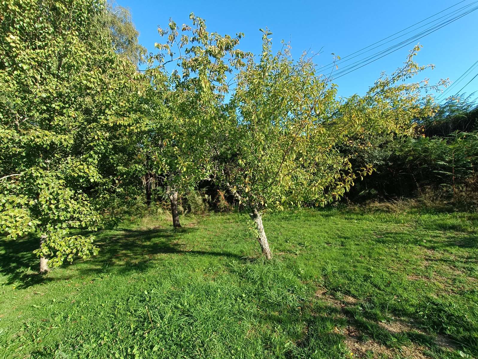 Photo 37 - Propriété de charme à Troche : maison familiale, dépendance, verger et étang dans un écrin de verdure !