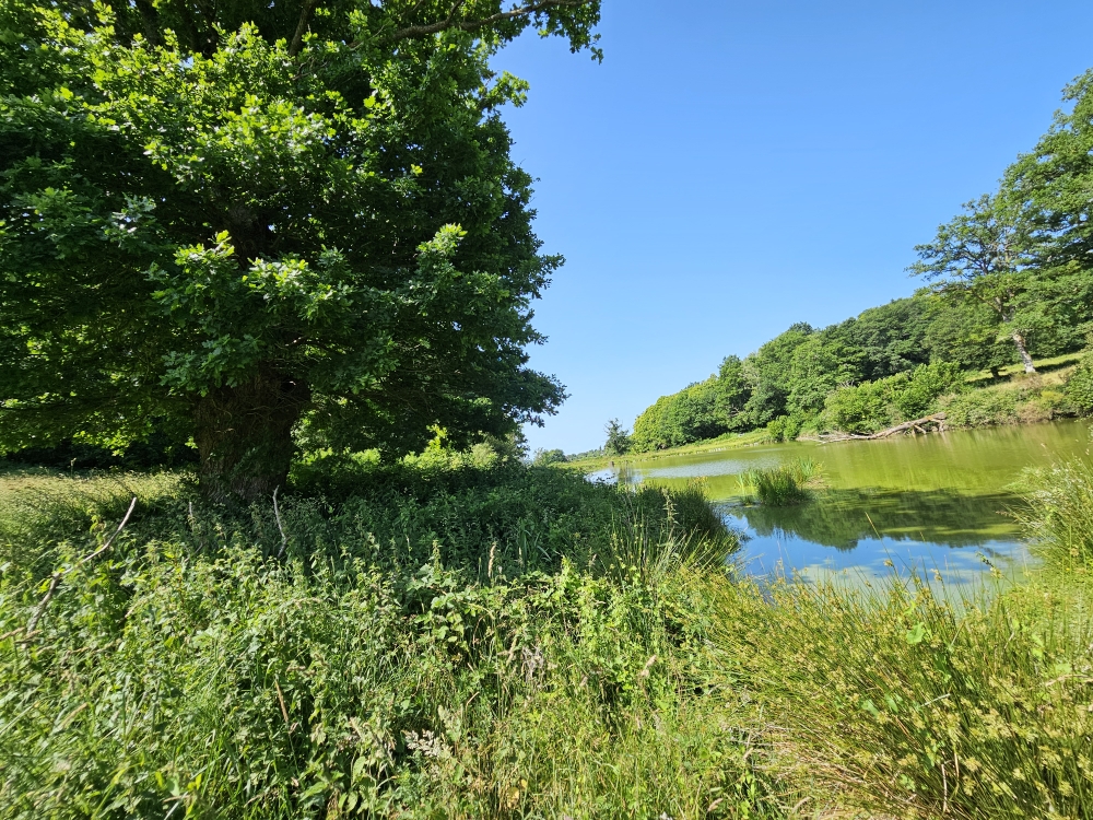 Photo 2 - ETANG DE LOISIRS