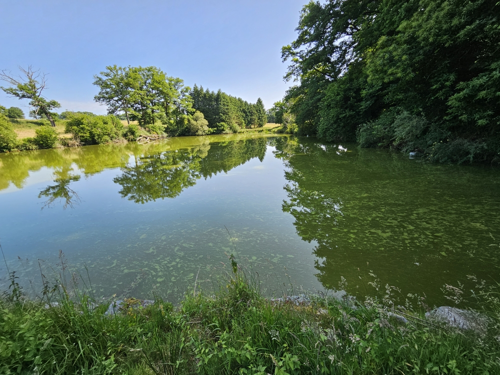 Photo 4 - ETANG DE LOISIRS