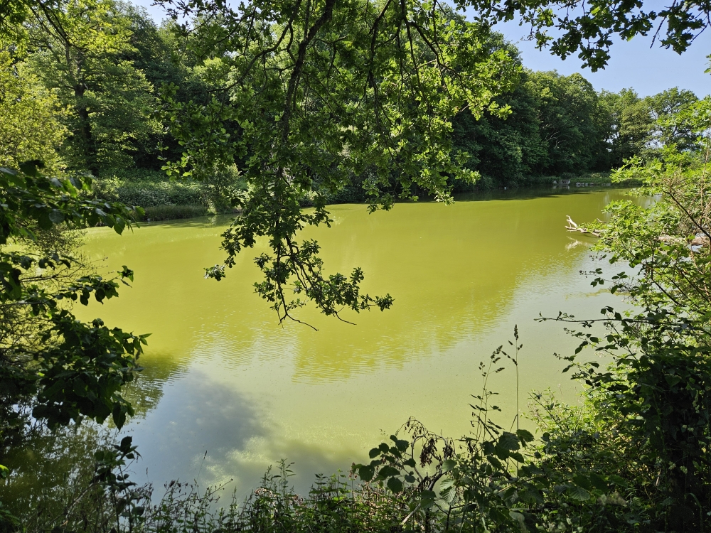 Photo 14 - ETANG DE LOISIRS