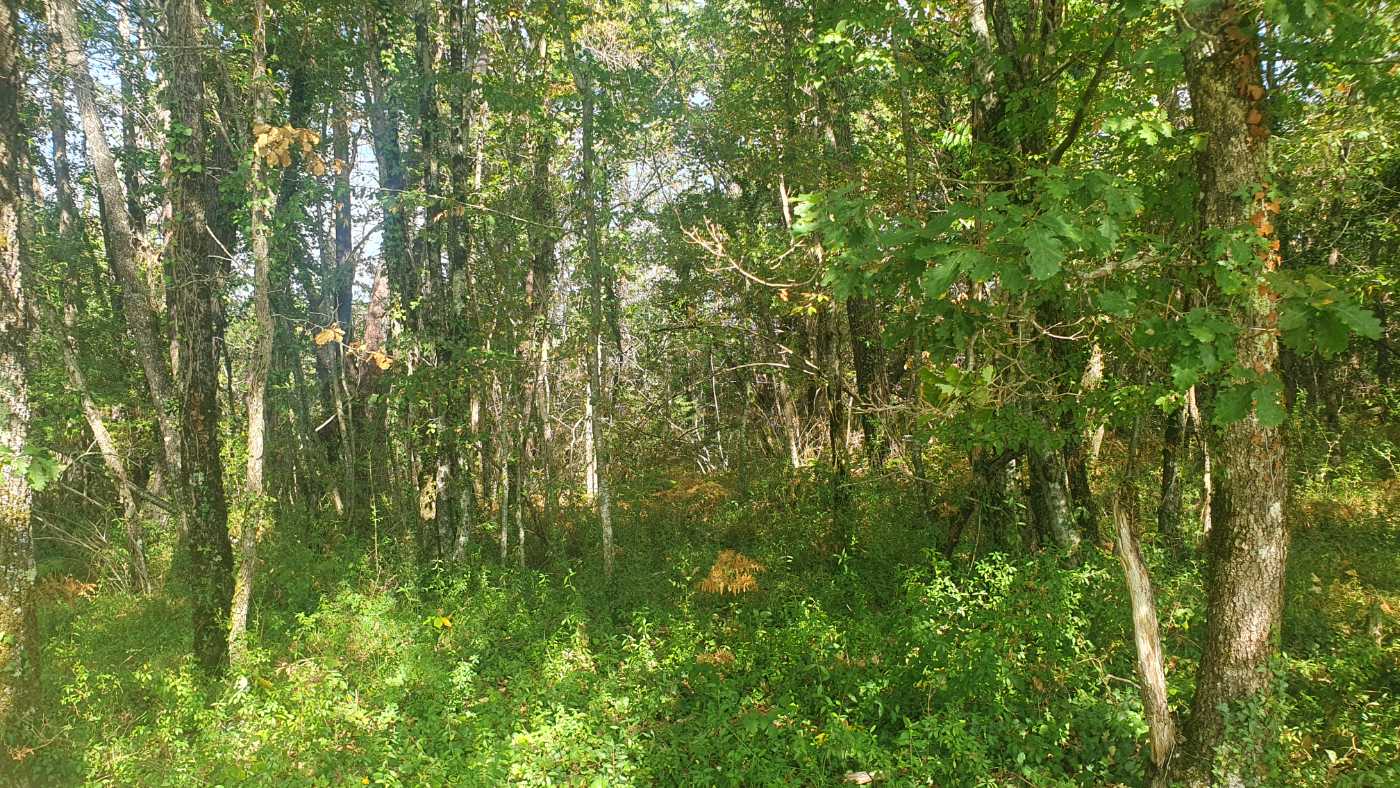 Photo 4 - MAGNIFIQUE TERRAIN CONSTRUCTIBLE AVEC PARTIE BOISÉE, NON CONSTRUCTIBLE AU CALME IDÉALEMENT PLACÉ NON LOIN DE SAINT-ANDRÉ-D&rsquo;ALLAS (24200)