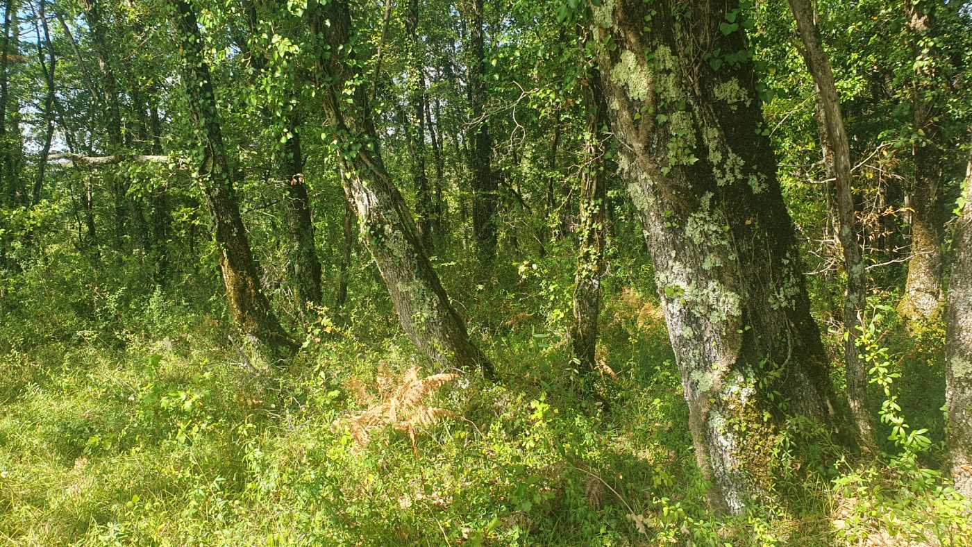 Photo 5 - MAGNIFIQUE TERRAIN CONSTRUCTIBLE AVEC PARTIE BOISÉE, NON CONSTRUCTIBLE AU CALME IDÉALEMENT PLACÉ NON LOIN DE SAINT-ANDRÉ-D&rsquo;ALLAS (24200)