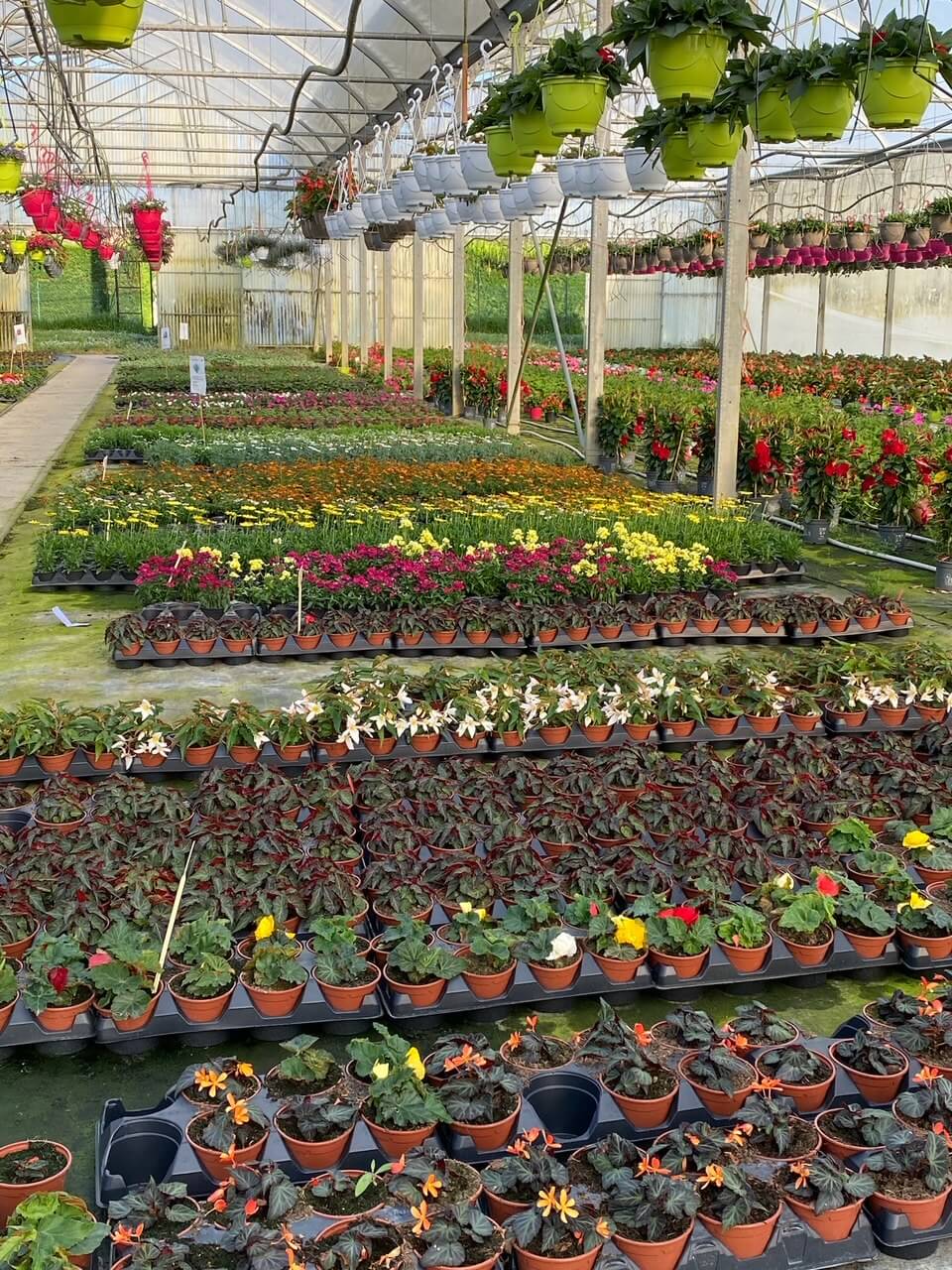 Photo 11 - Propriété horticole