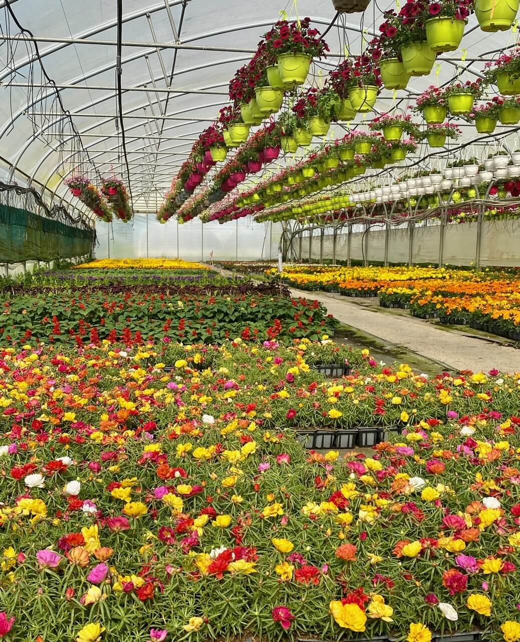 Photo 12 - Propriété horticole